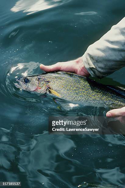 catch & release - releasing stock pictures, royalty-free photos & images
