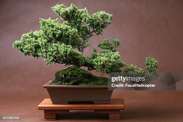 exuberante bonsái sobre marrón - bonsai fotografías e imágenes de stock
