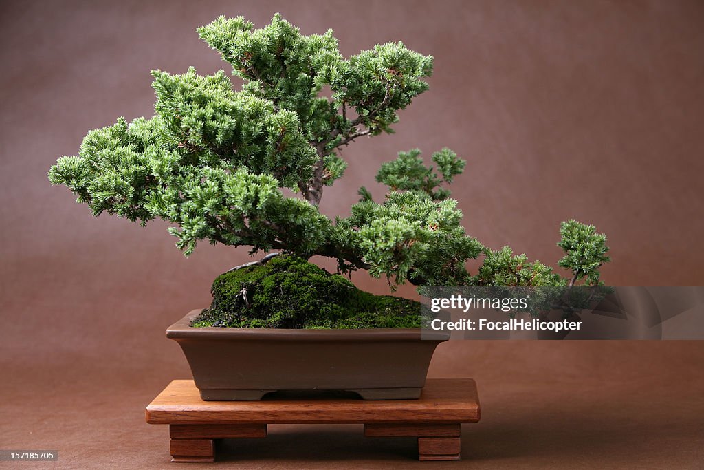 Bonsai lussureggiante su Brown