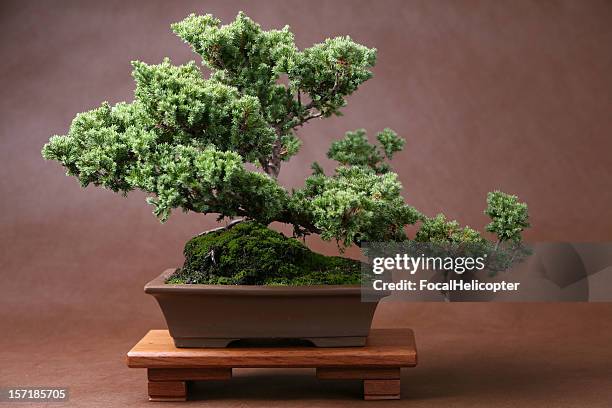 緑豊かな盆栽にブラウン - bonsai tree ストックフォトと画像