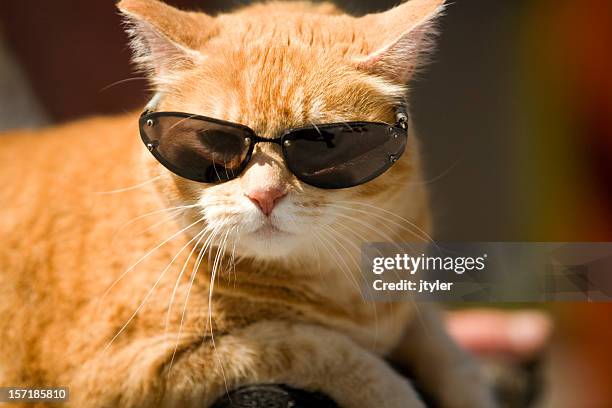 cool cat - cat attitude stock pictures, royalty-free photos & images