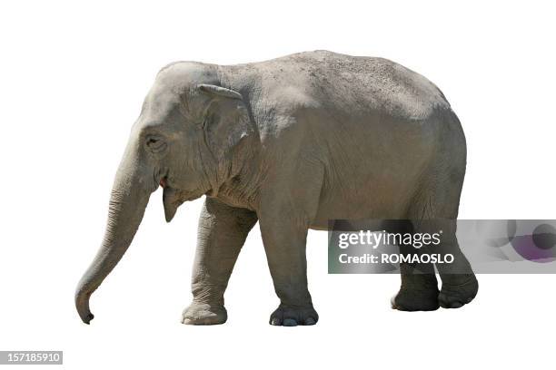 happy elephant isolated on white - white elephant bildbanksfoton och bilder