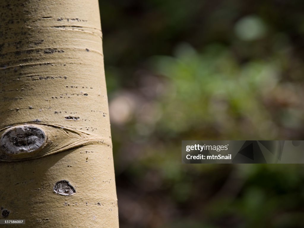 Edge of the aspens