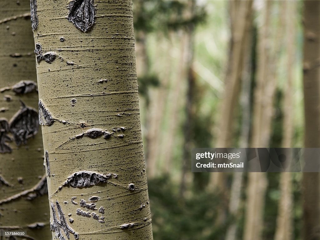 Edge of the aspens2