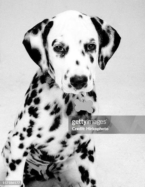 dalmatian sitting - animal nose stock pictures, royalty-free photos & images