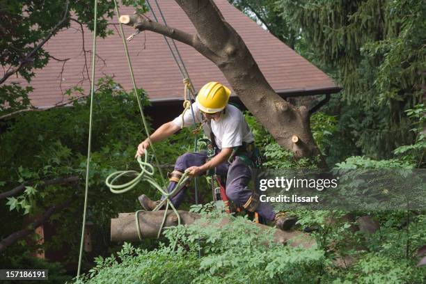 taking down the cherry tree - stripping stockfoto's en -beelden