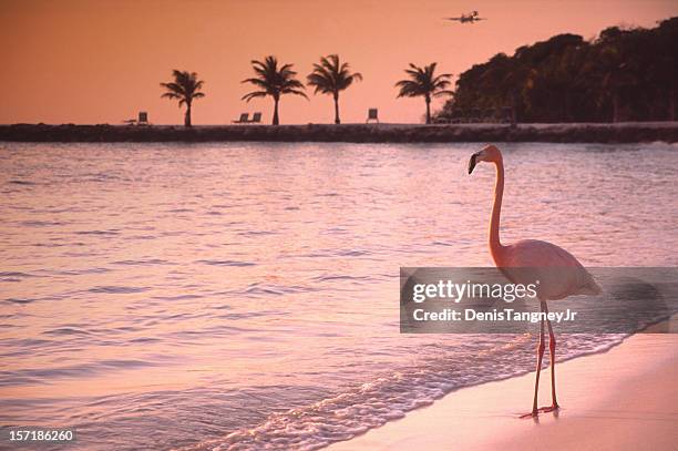 lonely flamingo - aruba bildbanksfoton och bilder