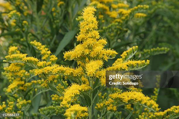 solidago goldenrod - goldenrod stockfoto's en -beelden