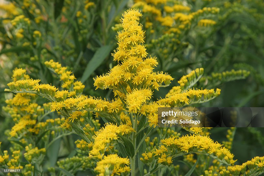 Solidago Goldenrod