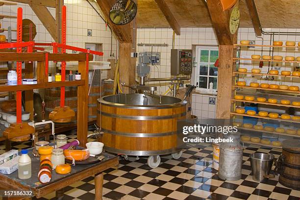 dutch cheese in the making - cheese production in netherlands bildbanksfoton och bilder