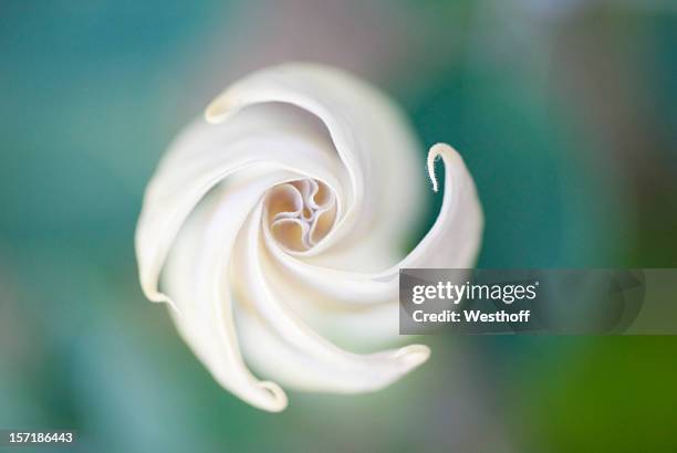 a moon flower blossom with a blurry background - bud stock pictures, royalty-free photos & images