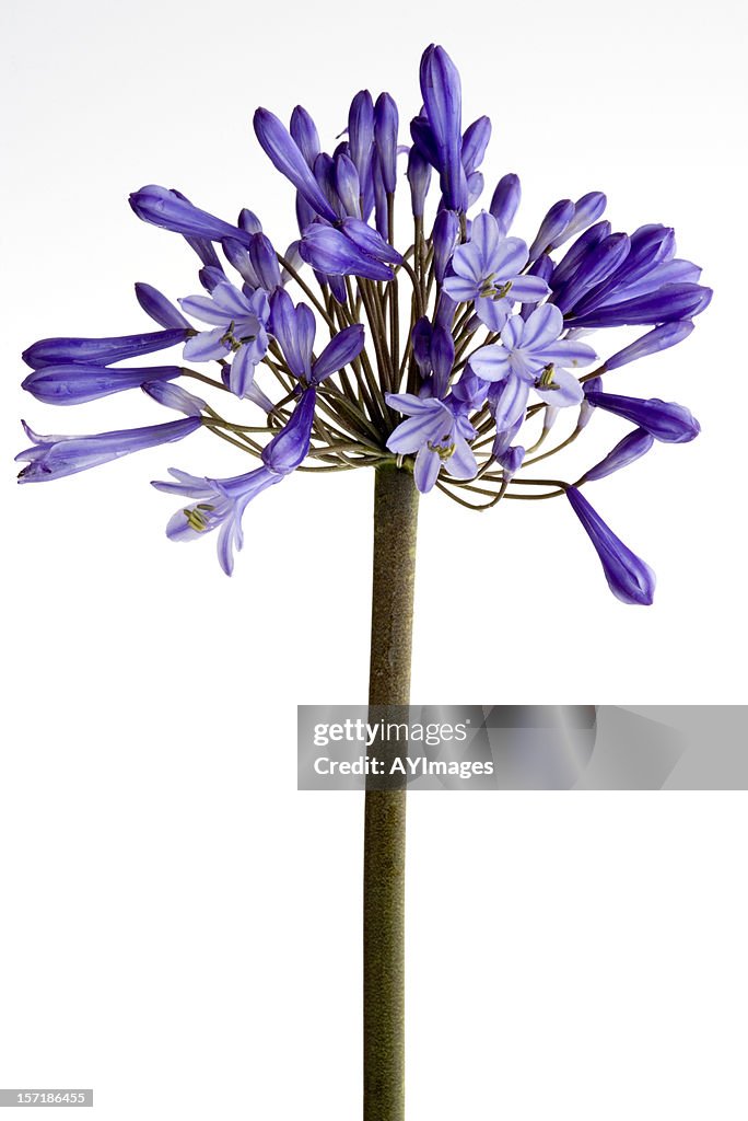 Blue Lily (Agapanthus praecox)