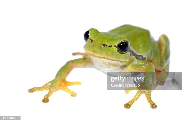 tree-frog on white background - close-up - one animal stock pictures, royalty-free photos & images