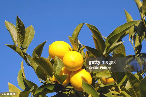 limoni - citrus limon foto e immagini stock