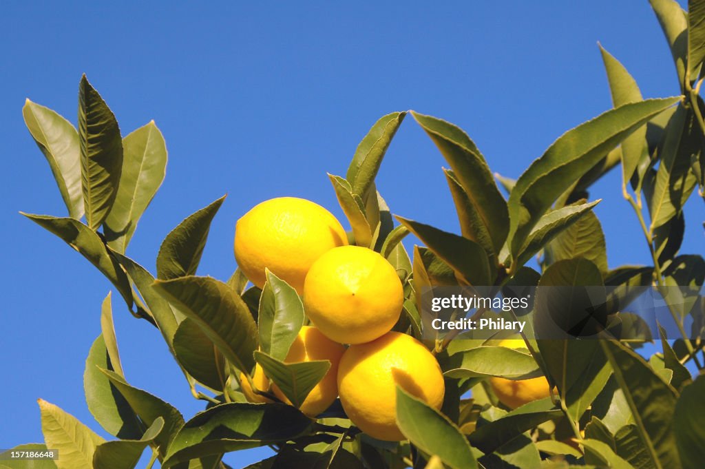 LEMONS
