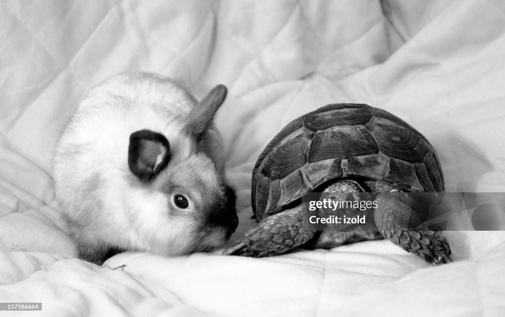Tortue et de lapin