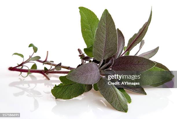 purple sage - salvia officinalis purpurascens stock pictures, royalty-free photos & images
