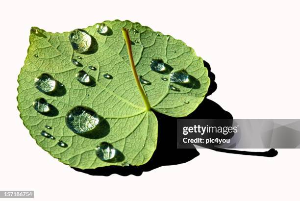 leaf isolated - steamy mirror stock pictures, royalty-free photos & images