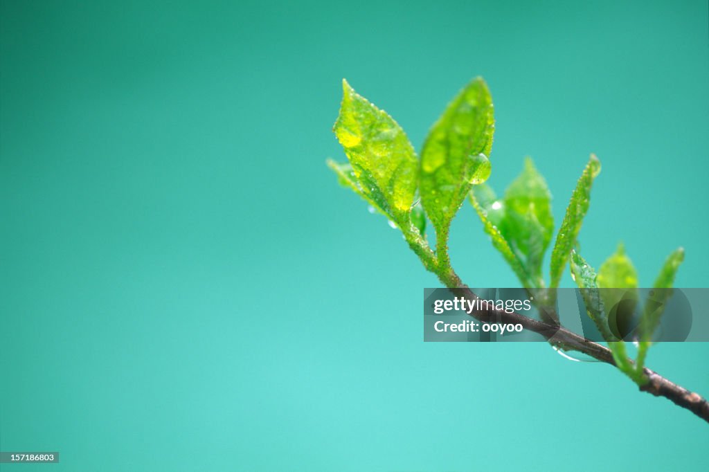 Young leaves with drops