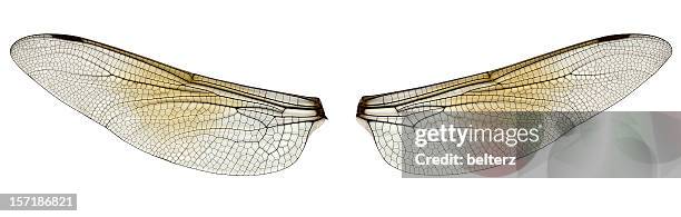 17,949 Dragonfly Wings Photos and Premium High Res Pictures - Getty Images 17,949 Dragonfly Wings Photos and Premium High Res Pictures - Getty Images