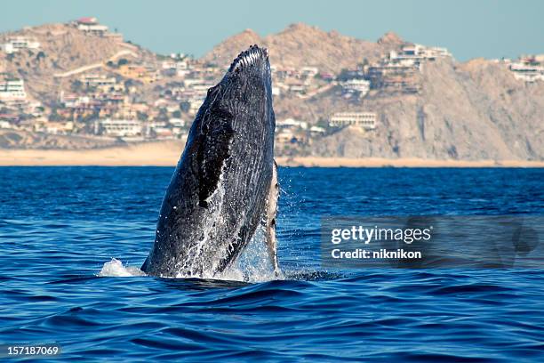 ballena jorobada incumplimiento - whale watching fotografías e imágenes de stock