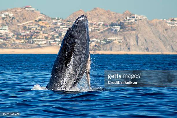 baleine à bosse violation - péninsule de basse californie photos et images de collection