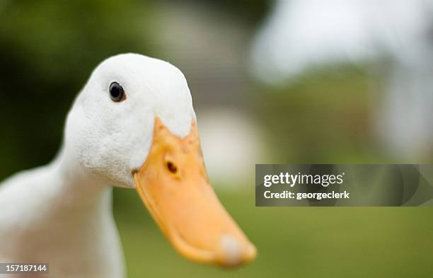 inquisitive duck - duck beak stockfoto's en -beelden