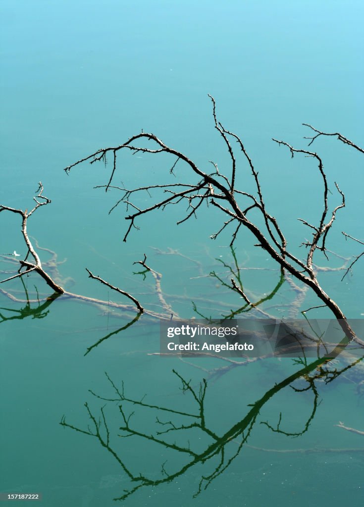 Fallen Tree Brunch Mirroring in The Water