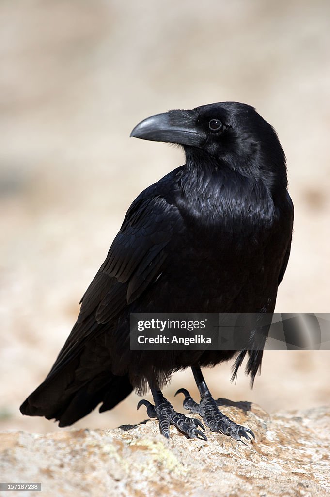 Crow (1