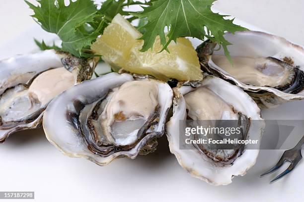 closeup of pacfic oysters - pacific_plate stock pictures, royalty-free photos & images