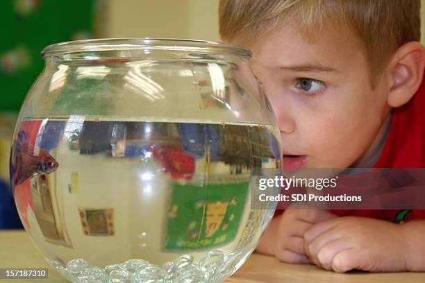 boy looking closely at classroom fish in fishbowl - looking closely stock pictures, royalty-free photos & images