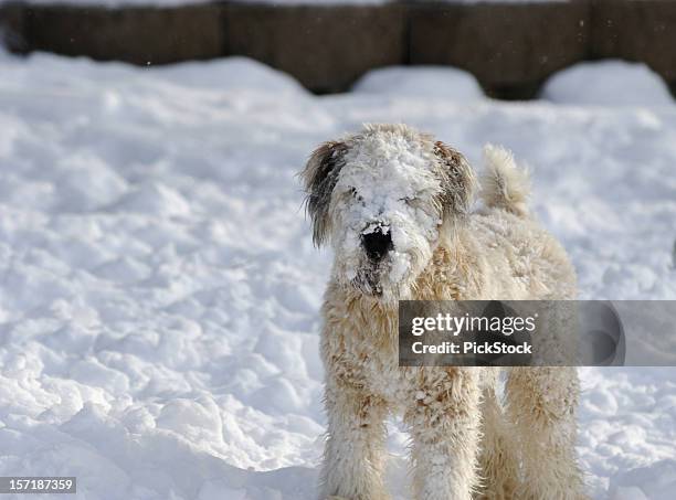 cane da neve - soft coated wheaten terrier foto e immagini stock