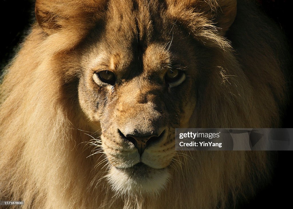 Lion Blick in die Kamera, in der Nähe von Kopf und Schultern Tier Portrait