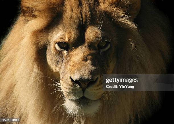 lion looking at camera, close-up head and shoulder animal portrait - royal cat stock pictures, royalty-free photos & images