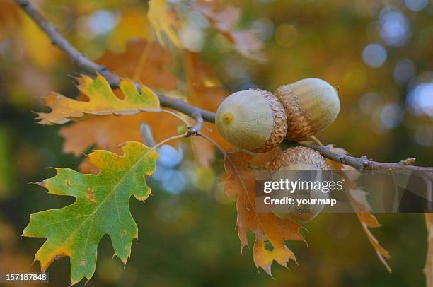 fall colors acorns - acorns stock pictures, royalty-free photos & images