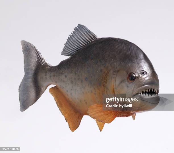 río amazonas pirahna pescado - río amazonas fotografías e imágenes de stock