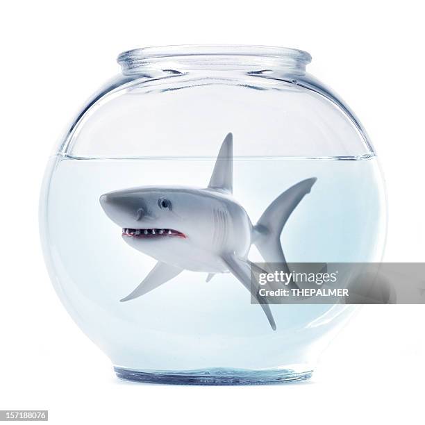 sharky - goldfish bowl stock pictures, royalty-free photos & images