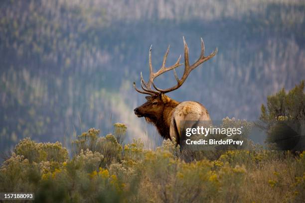 große bull river elk in eine malerische kulisse - wapitihirsch wapiti deer stock-fotos und bilder