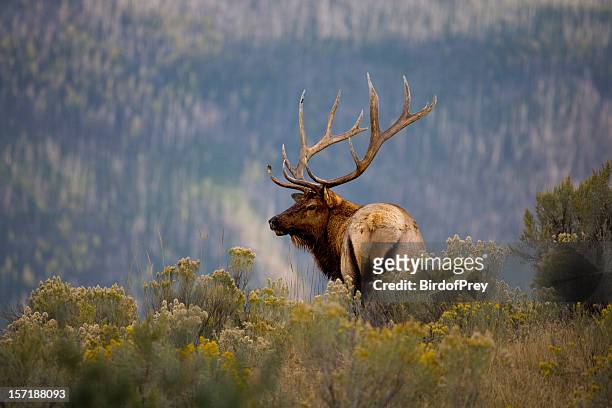 huge bull elk in a scenic backdrop - bugle stockfoto's en -beelden
