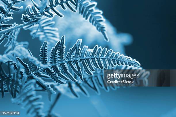 a blue monochromatic photo of frozen fern leaves - snow on grass stock pictures, royalty-free photos & images