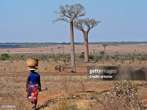 landwirte und affenbrotbäumen gesäumt in madagaskar - baobab tree stock-fotos und bilder