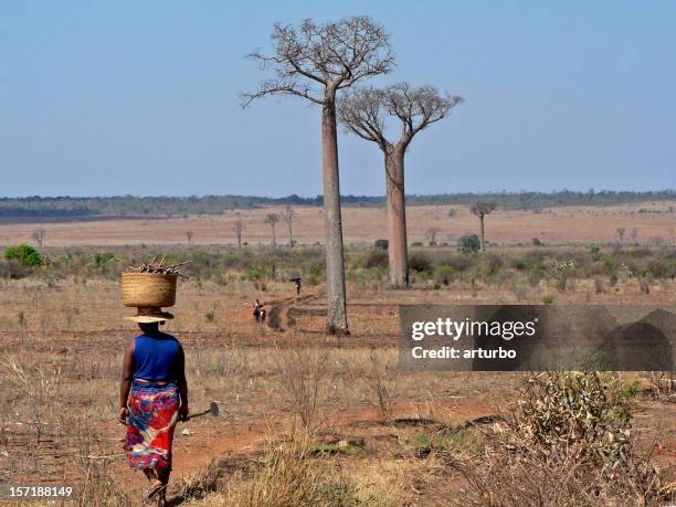 farmers with baobab trees in madagascar - baobab stock pictures, royalty-free photos & images