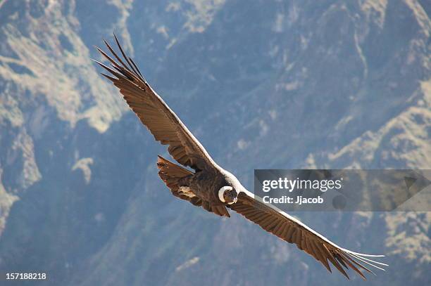 Condor Flying Back View 11,907 Condor Stock Photos, High-Res Pictures, and Images - Getty Images