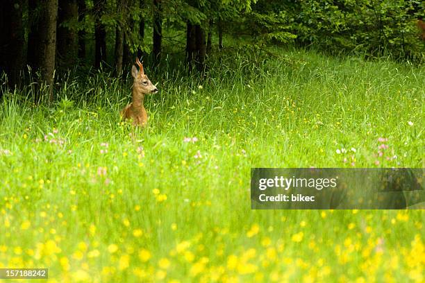 roebuck (roe deer) - concept does not exist 個照片及圖片檔