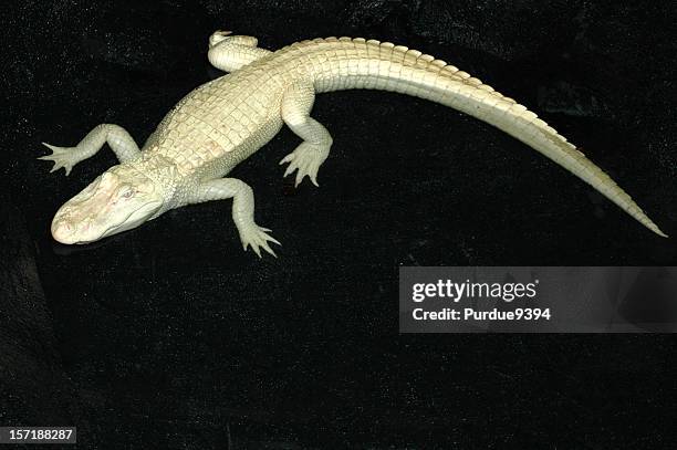 albino alligator em fundo preto - albino alligator imagens e fotografias de stock