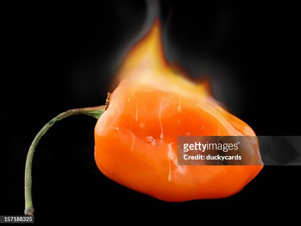 really hot pepper! - habanero stock pictures, royalty-free photos & images