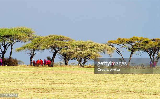 masai warriors gathering under the acacia trees before a meeting - ngorongoro conservation area stock pictures, royalty-free photos & images