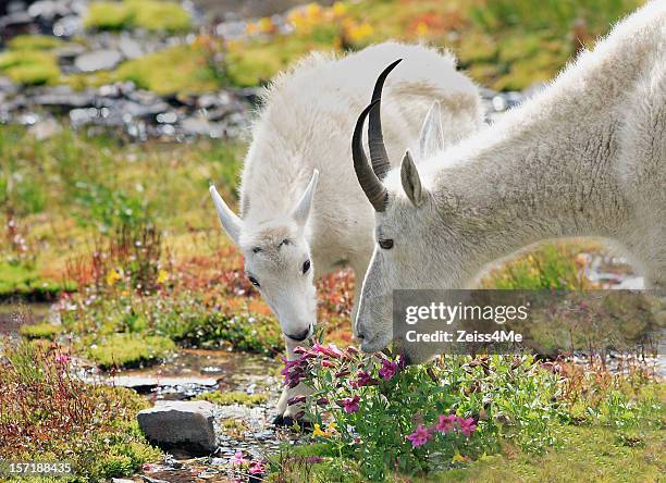 mountain goats de pastoreo en alpes meadow - parque nacional glacier fotografías e imágenes de stock