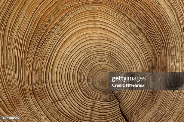 tree rings - cross section stock pictures, royalty-free photos & images