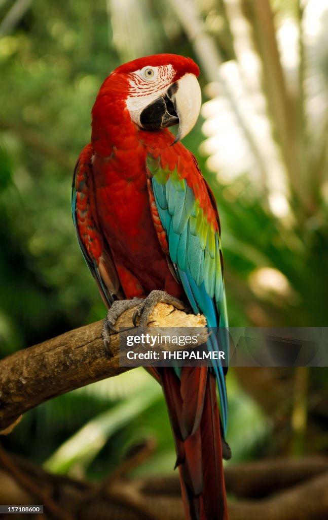 Guacamayo alas verdes